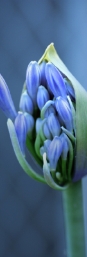 BlaueBlume_Fusspflege_Pedik�re